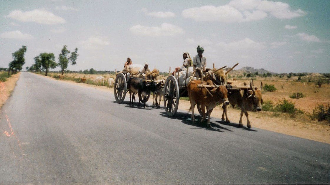 A group of people riding on the back of oxen.