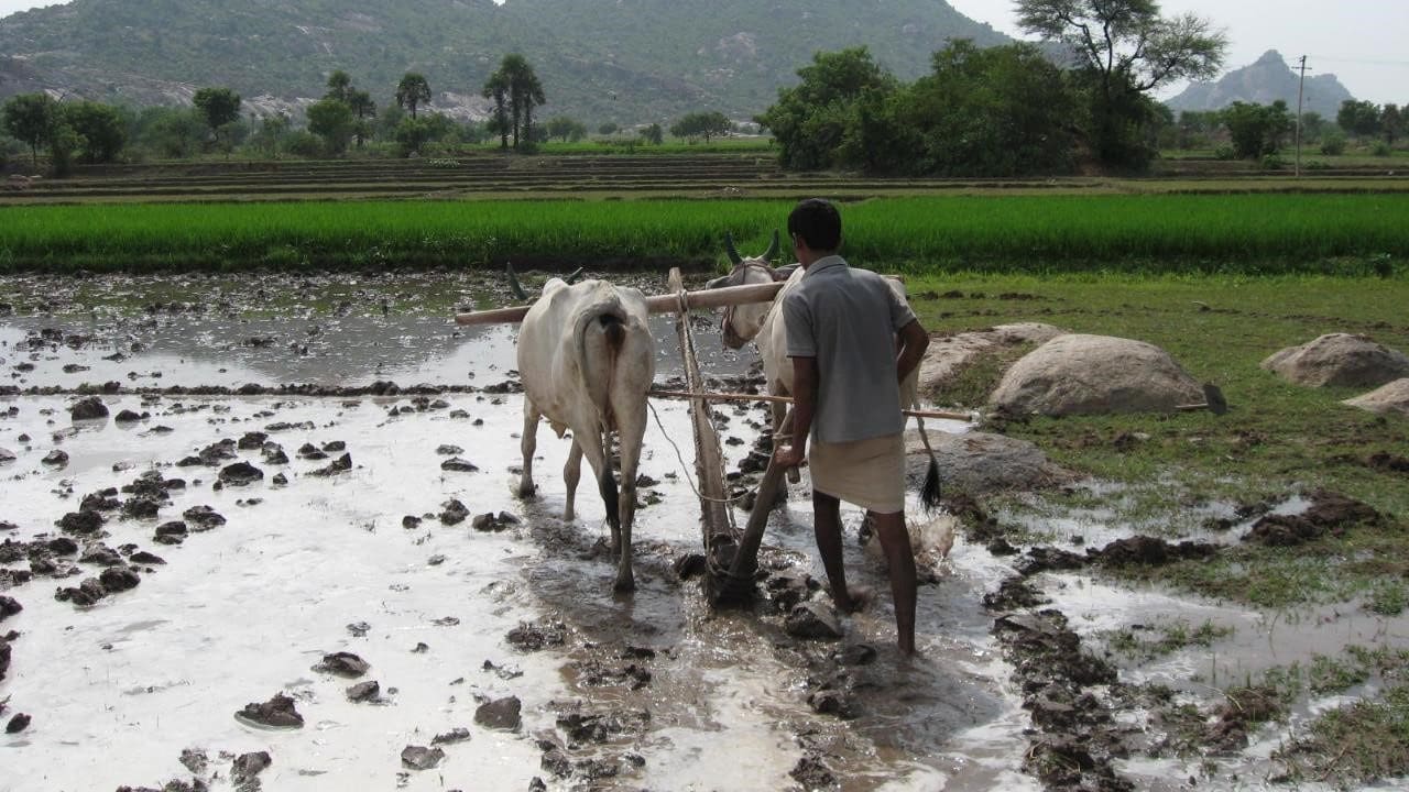 A man and his cow in the mud