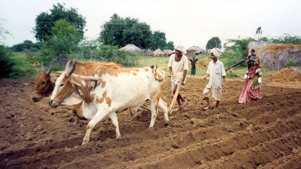 A man and two men in white shirts are plowing with cows.