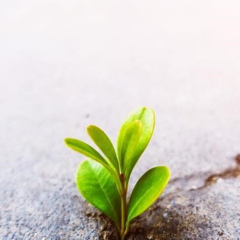 A plant growing out of the ground on concrete.